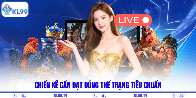 Chiến kê cần đạt đúng thể trạng tiêu chuẩn