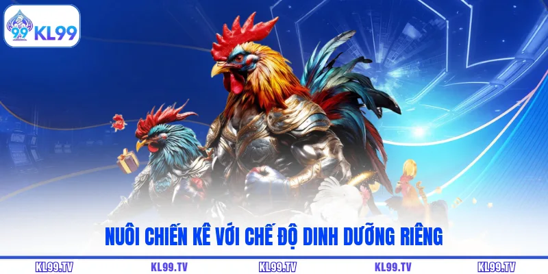 Nuôi chiến kê với chế độ dinh dưỡng riêng