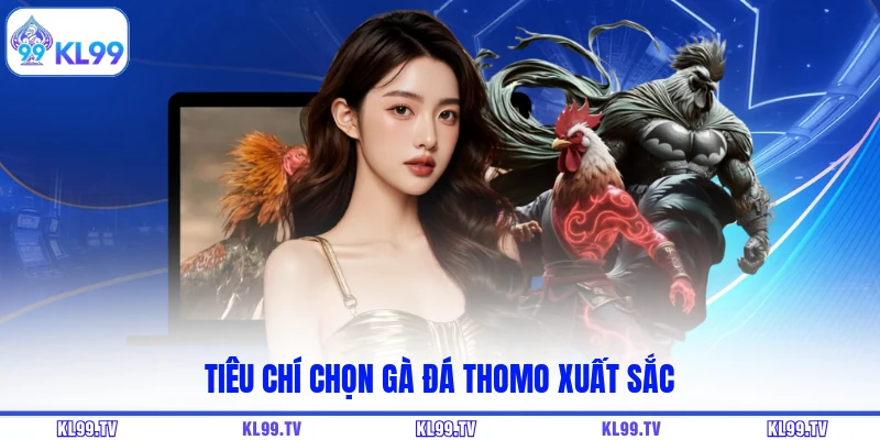 Tiêu chí chọn gà đá Thomo xuất sắc